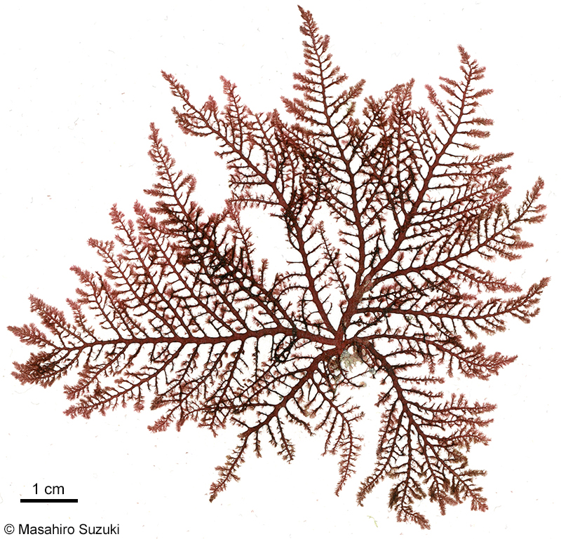 タゴノリ Wrangelia tagoi